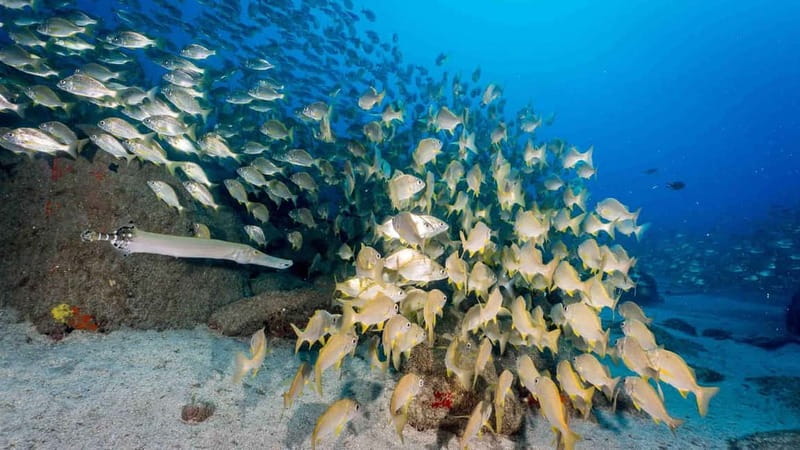 S Tenerife: Guided Boat Dive for Qualified Divers - Why Tenerife’s volcanic coast makes this trip special
