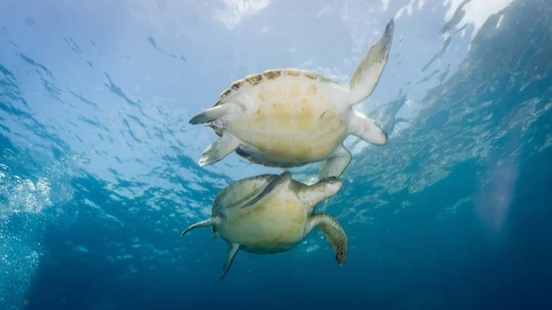 S Tenerife: Guided Boat Dive for Qualified Divers - From Los Cristianos harbour to the site