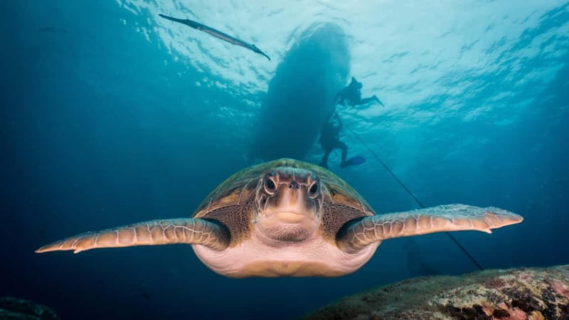 S Tenerife: Guided Boat Dive for Qualified Divers - What you may see beneath South Tenerife