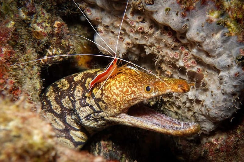 S Tenerife: Guided Boat Dive for Qualified Divers - Small details that make the day easier