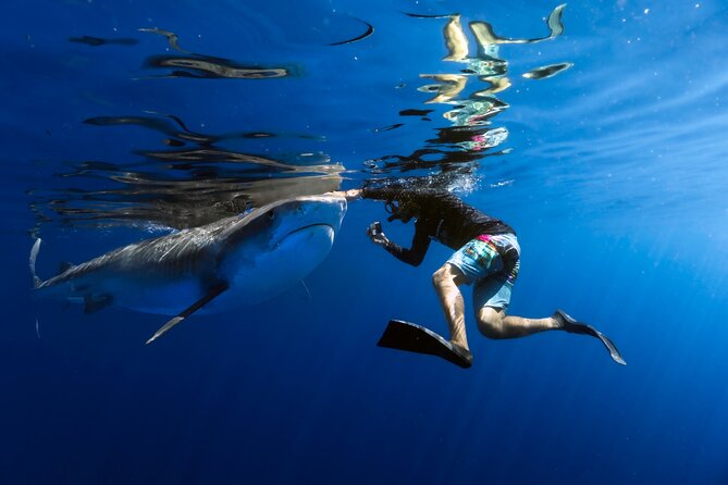 Safe and Educational Shark Dive from Haleiwa: Sharks Guaranteed - Key points to know before booking