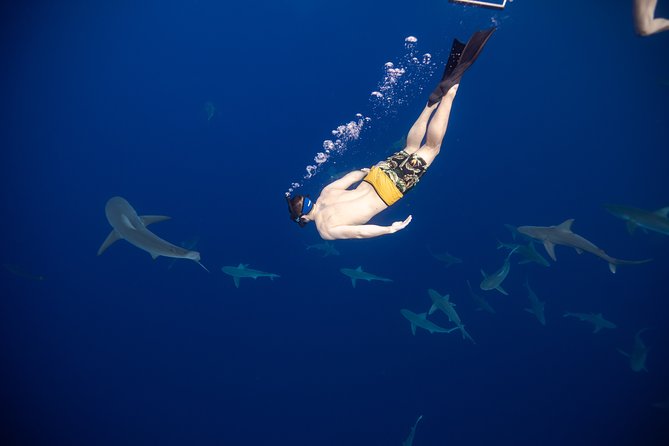 Safe and Educational Shark Dive from Haleiwa: Sharks Guaranteed - Meeting the sharks off Haleiwa