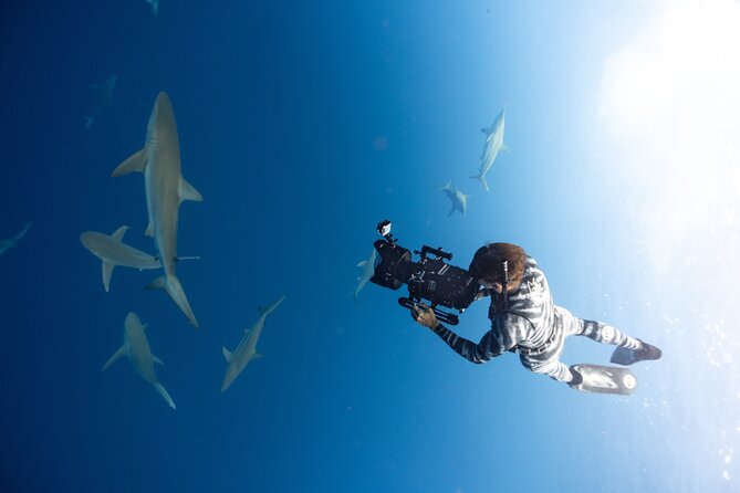 Safe and Educational Shark Dive from Haleiwa: Sharks Guaranteed - The conservation message has real purpose