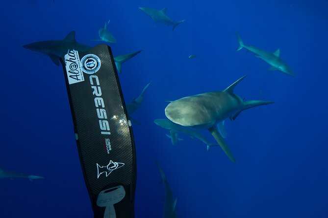 Safe and Educational Shark Dive from Haleiwa: Sharks Guaranteed - Safety is strong, but the experience is not passive