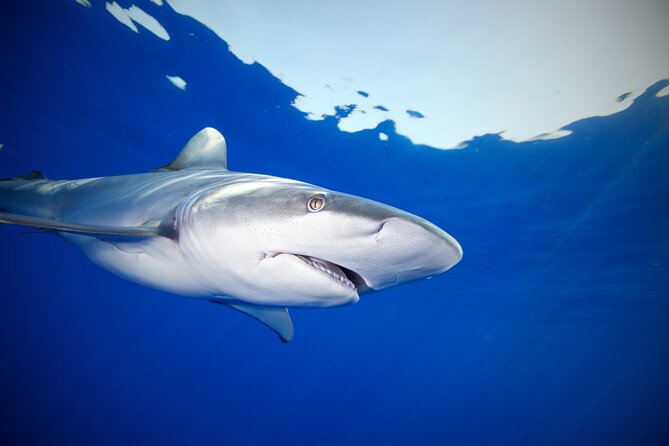 Safe and Educational Shark Dive from Haleiwa: Sharks Guaranteed - Motion, weather, and the small practical details