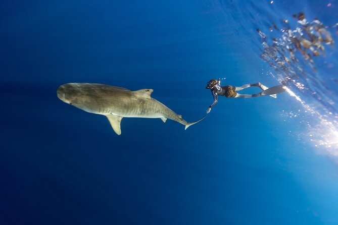 Safe and Educational Shark Dive from Haleiwa: Sharks Guaranteed - Is $165.71 a fair price?