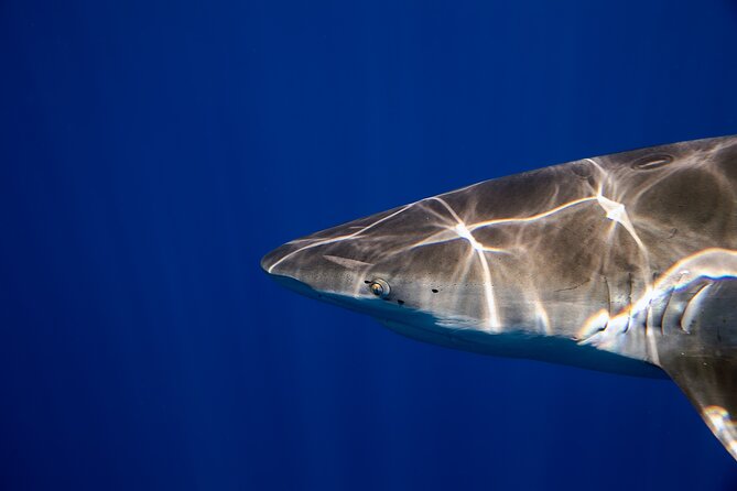 Safe and Educational Shark Dive from Haleiwa: Sharks Guaranteed - Who should book this shark encounter?