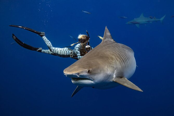 Safe and Educational Shark Dive from Haleiwa: Sharks Guaranteed - Sharks first, with other wildlife as a bonus