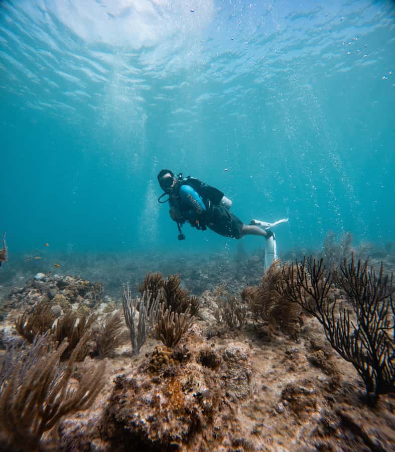 San Andres: Scuba Diving Experience with Hotel Pickup - Who should book this San Andrés activity