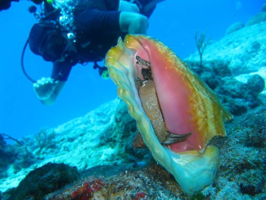San Domino, Tremiti: try scuba, first diving experience - Key points to know before booking