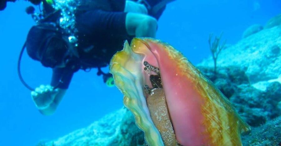 San Domino, Tremiti: try scuba, first diving experience - Starting at Aquodiving on San Domino