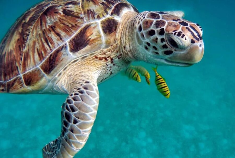 San Domino, Tremiti: try scuba, first diving experience - The dinghy ride to San Domino’s marine area