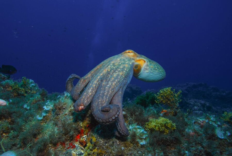 Santa Cruz de Tenerife: PADI Introductory Dive - Key points to know before booking