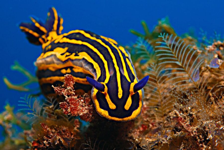 Santa Cruz de Tenerife: PADI Introductory Dive - FAQ