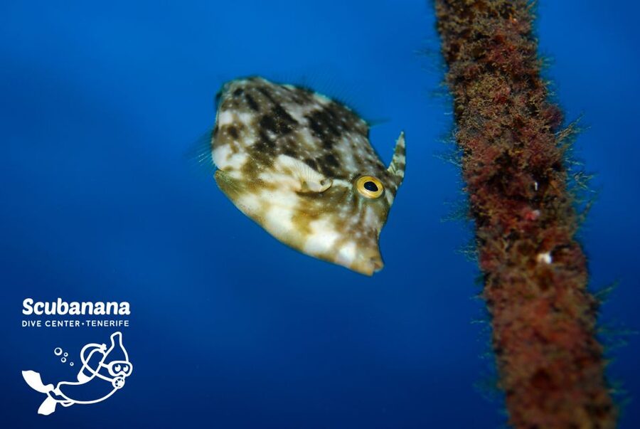 Santa Cruz de Tenerife: PADI Introductory Dive - Who should choose this session