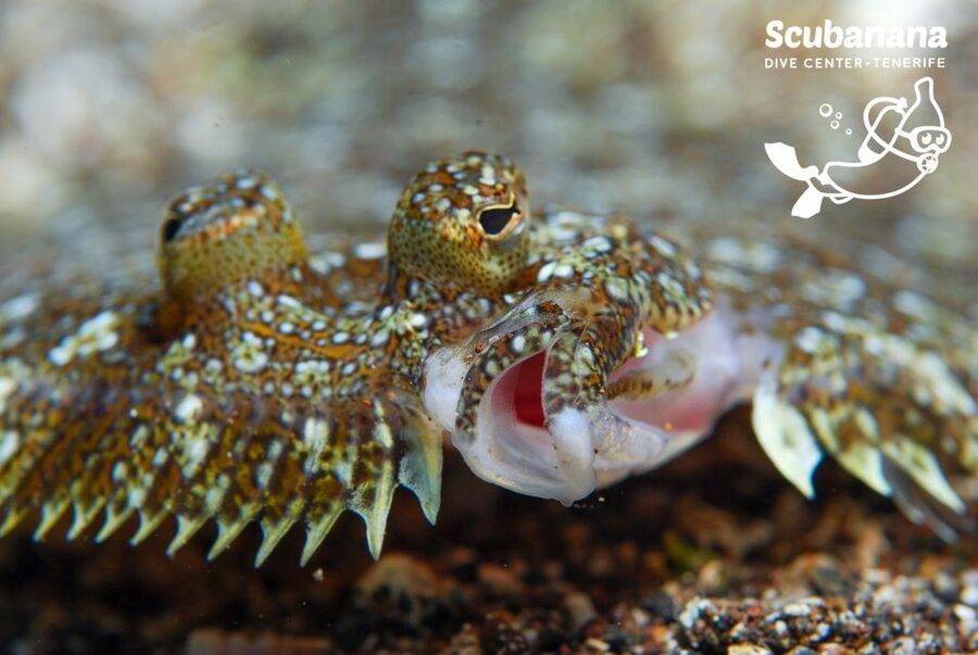 Santa Cruz de Tenerife: PADI Introductory Dive - Practical preparation for the morning or afternoon