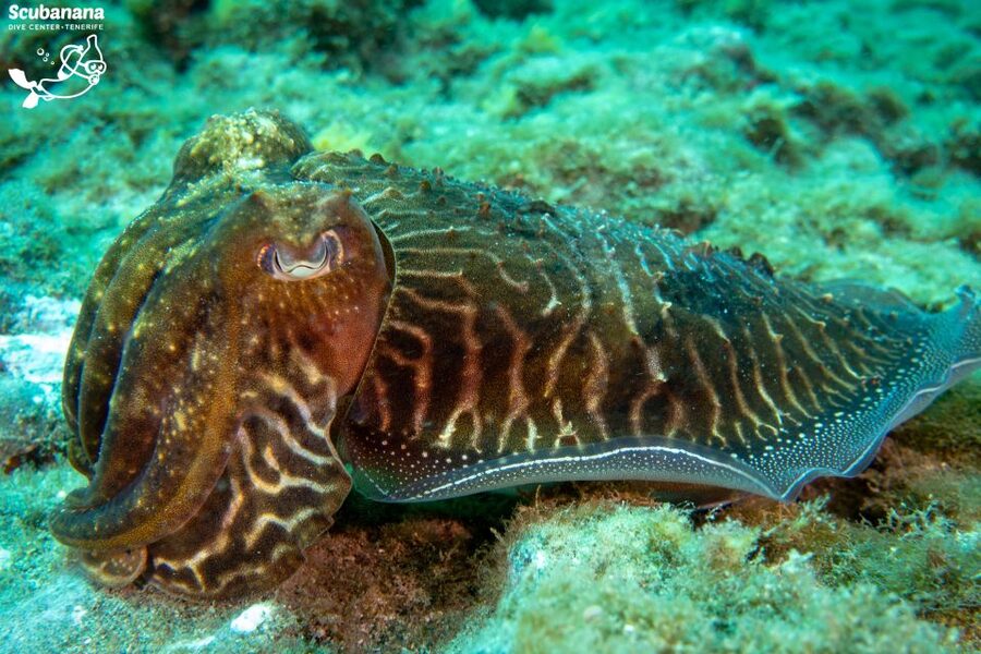 Santa Cruz de Tenerife: PADI Introductory Dive - Should you book the Radazul experience?
