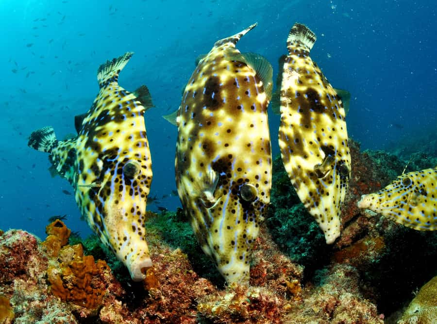 Santa Maria: Discover Scuba Diving - A calm introduction to Cape Verde scuba