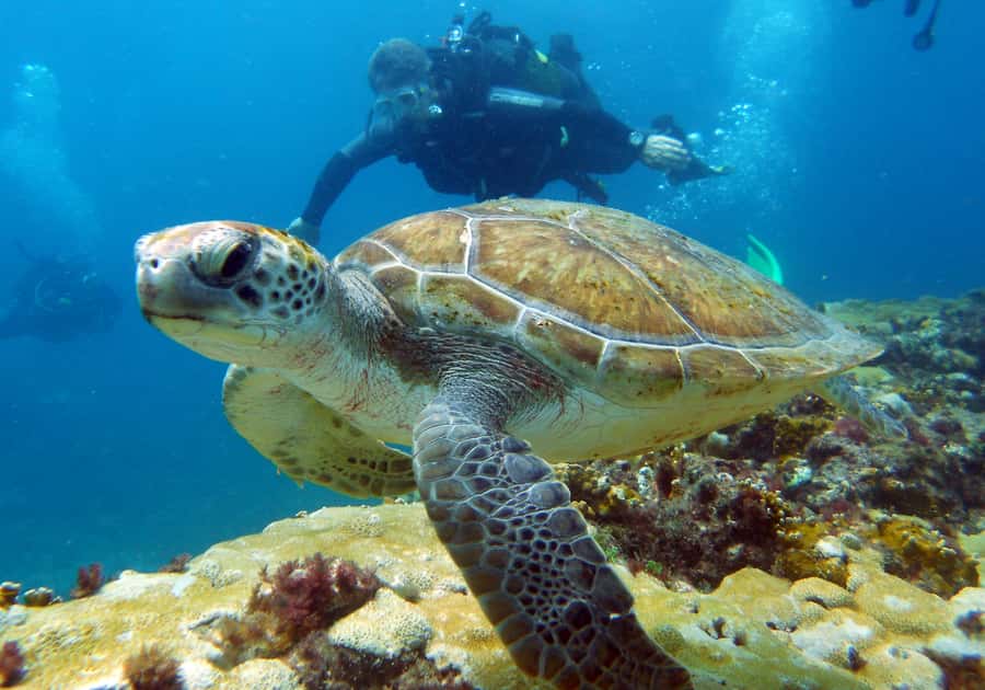 Santa Maria: Discover Scuba Diving - The afternoon boat trip into open water
