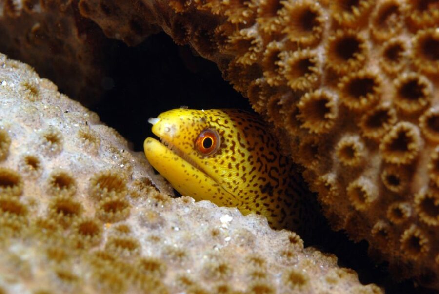 Santa Maria: Half-Day Diving Trip in Sal with Pickup - Two Santa Maria sites in one morning