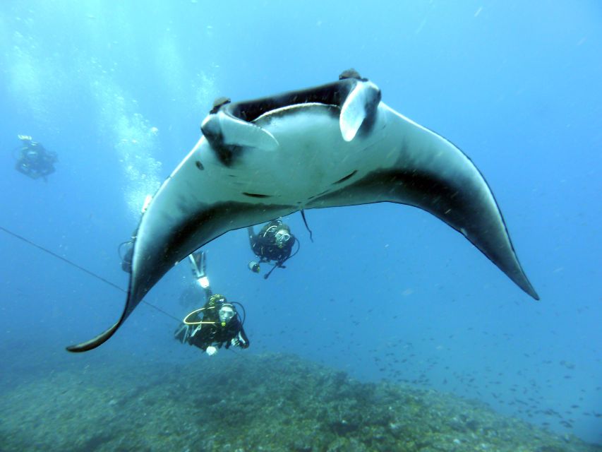 Santa Maria: Half-Day Diving Trip in Sal with Pickup - Small groups and instructor support