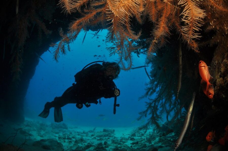 Santa Maria: Half-Day Diving Trip in Sal with Pickup - Marine life and the character of Sal underwater