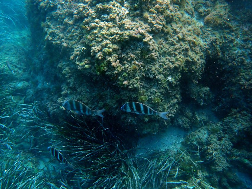 Santa Pola: 3-Hour Scuba Diving near Tabarca - A first look beneath Santa Pola