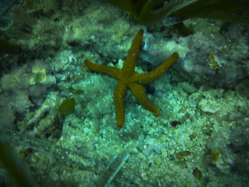Santa Pola: 3-Hour Scuba Diving near Tabarca - What happens at the Scuba Elx office