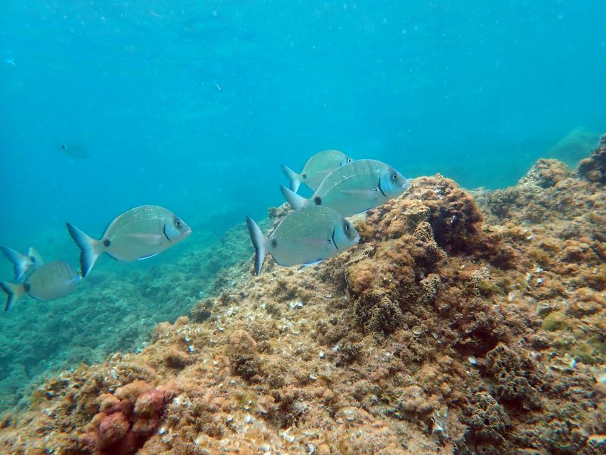 Santa Pola: 3-Hour Scuba Diving near Tabarca - The boat ride toward Tabarca