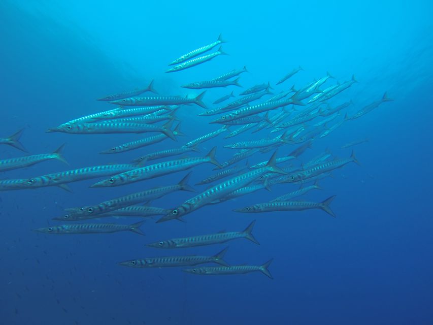 Santorini: Scuba Diving Experience for Beginners - Group Size, Timing, and Communication