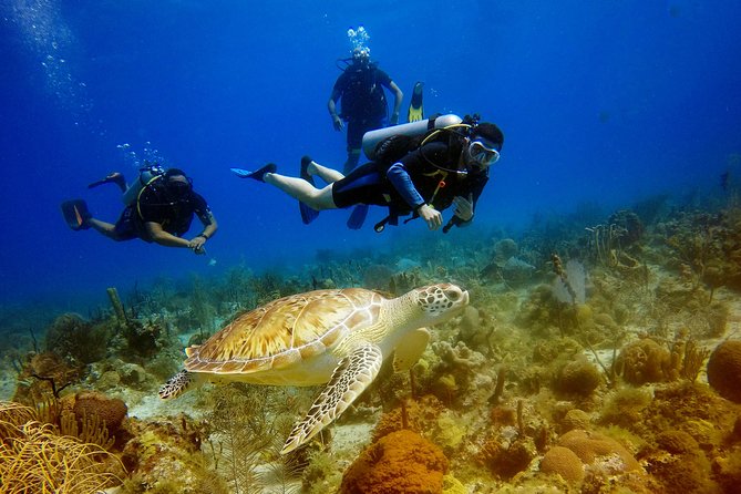 Saona Diving - Key points to know before booking