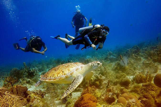Saona Diving - What you can expect beneath the surface