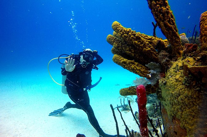 Saona Diving - Who will enjoy this day most