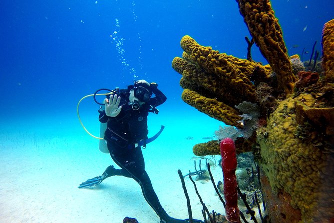 Saona Diving - What the early morning schedule means