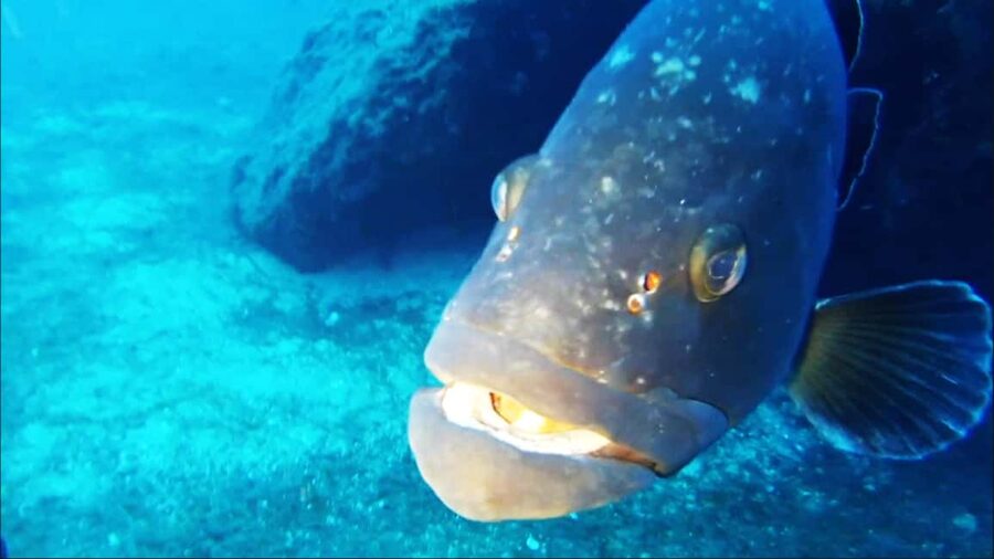 Sardinia, La Maddalena Archipelago: First Dive Experience - Why the four-person limit matters