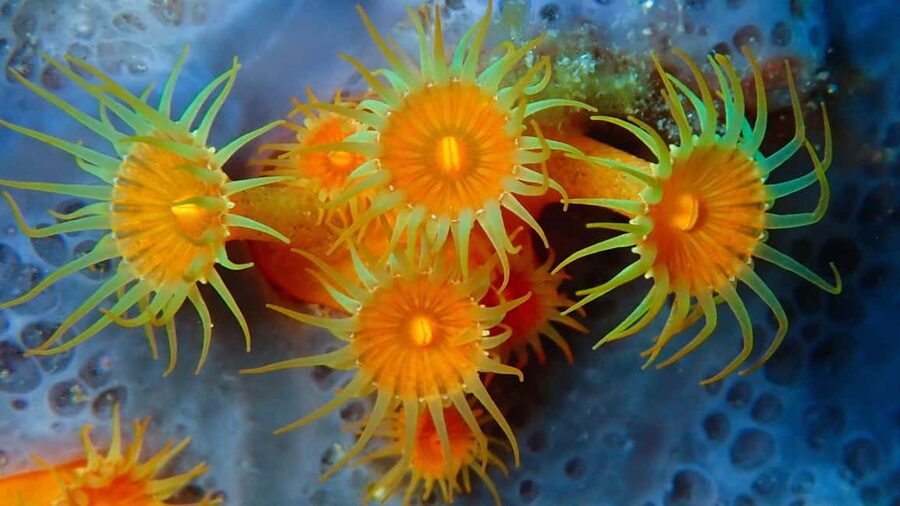 Sardinia, La Maddalena Archipelago: First Dive Experience - What the $187 price includes