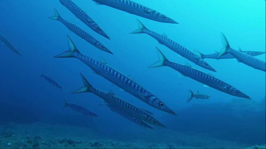 Sardinia, La Maddalena Archipelago: First Dive Experience - Cancellation and booking flexibility