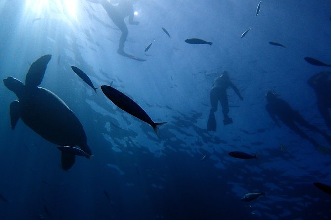 Scuba Adventure – 2 Guided Dives from Our Boat in Tenerife - Starting early at Callao Salvaje