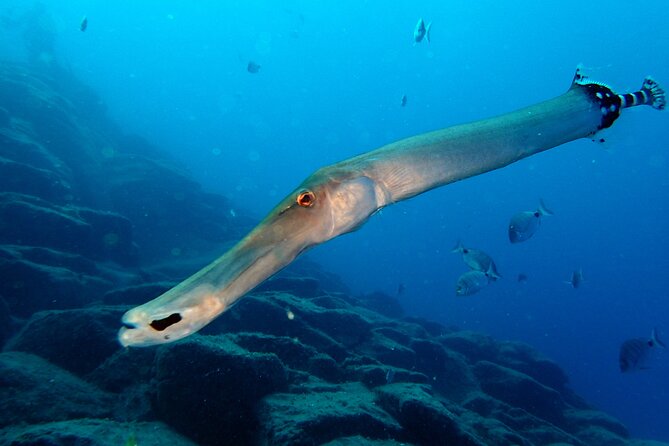 Scuba Adventure – 2 Guided Dives from Our Boat in Tenerife - A custom boat along Tenerife’s southern coast