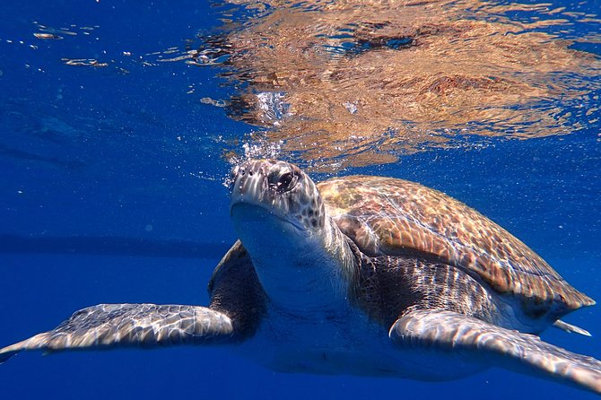 Scuba Adventure – 2 Guided Dives from Our Boat in Tenerife - The staff approach matters here