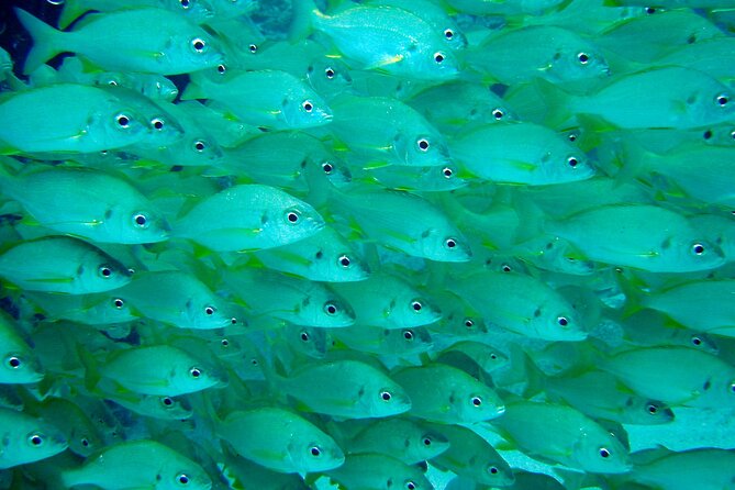 Scuba Adventure – 2 Guided Dives from Our Boat in Tenerife - What is included, and what will cost extra