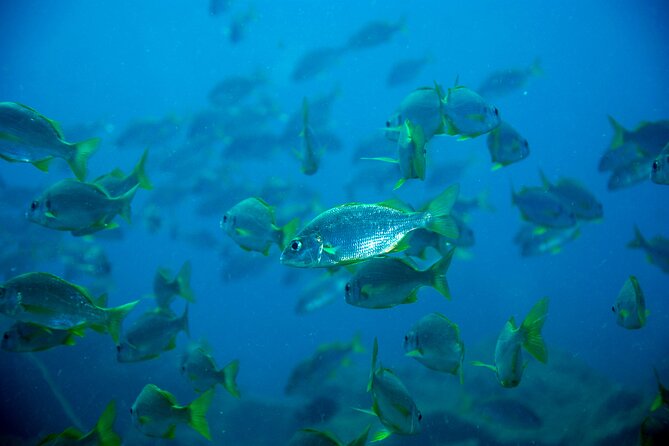 Scuba Adventure – 2 Guided Dives from Our Boat in Tenerife - Conditions, comfort, and safety