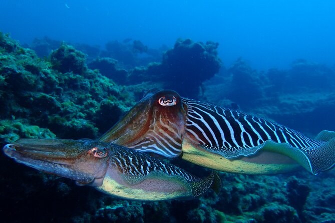 Scuba Adventure – 2 Guided Dives from Our Boat in Tenerife - Practical details for a smoother morning