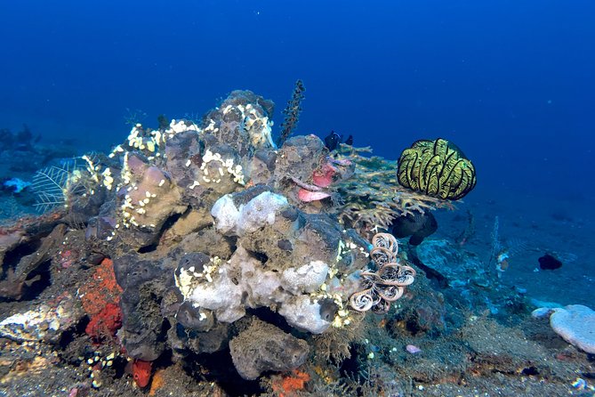 Scuba Certification - Timing, meeting point, and physical demands