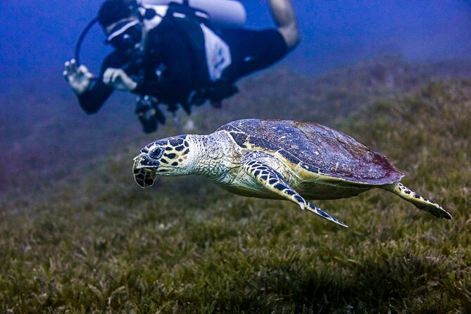 Scuba Dive and Explore Aqaba's Red Sea with a Private Guide - Aqaba’s Red Sea, coral, wrecks, and a personal guide