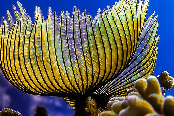 Scuba Dive and Explore Aqaba's Red Sea with a Private Guide - How long you stay underwater