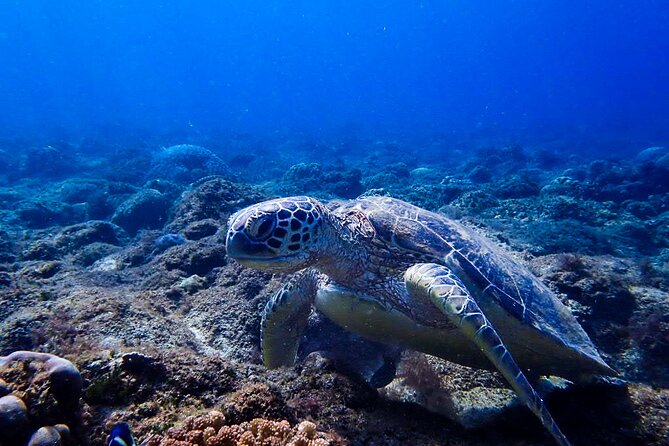 Scuba Dive and Explore Aqaba's Red Sea with a Private Guide - What the private format adds