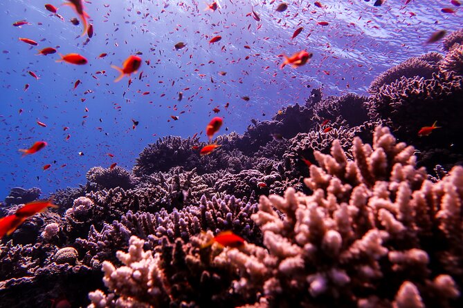 Scuba Dive and Explore Aqaba's Red Sea with a Private Guide - Who should consider this outing