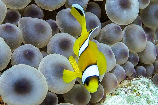 Scuba Dive and Explore Aqaba's Red Sea with a Private Guide - After the water, photos, and changing