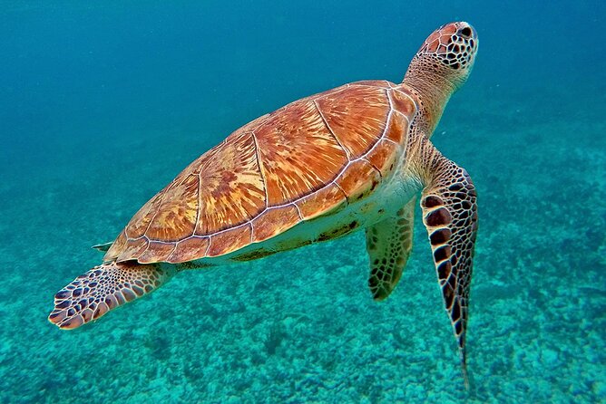 Scuba Dive and Snorkel Private Charter in Puerto Rico - Food and drinks make the private price easier to understand